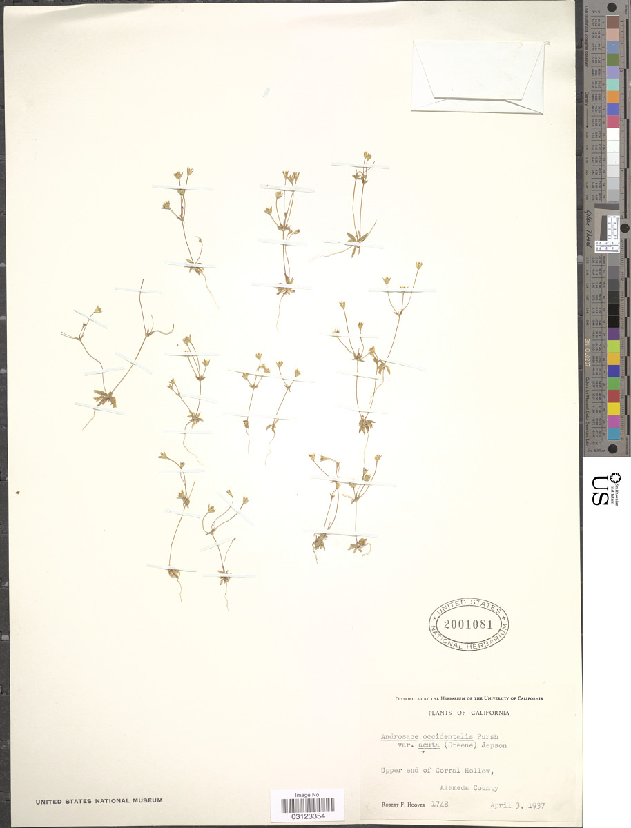 Androsace occidentalis image