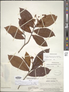Ardisia subsessilifolia image