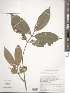 Pleiocarpa bicarpellata image