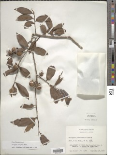 Diospyros salicifolia image