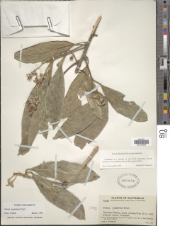 Styrax argenteus image
