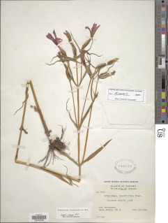 Schultesia heterophylla image