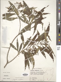 Tonduzia macrantha image
