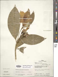 Symbolanthus pulcherrimus image