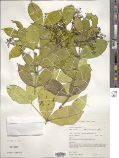 Image of Strychnos xylophylla