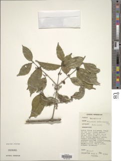 Image of Strychnos usambarensis
