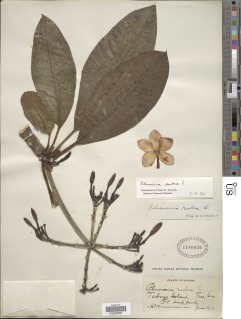 Image of Plumeria rubra