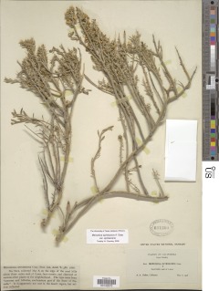 Menodora spinescens image