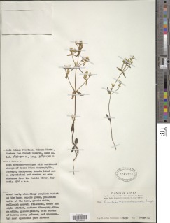 Swertia usambarensis image