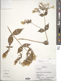 Lisianthius seemannii image