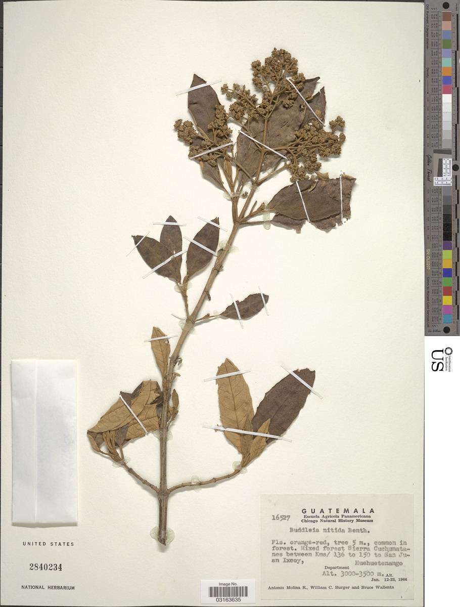 Scrophulariaceae image