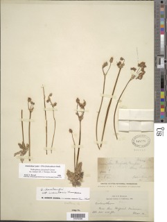 Primula clevelandii var. insularis image