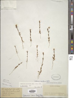 Gyrandra pauciflora image