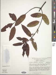 Strychnos canthioides image