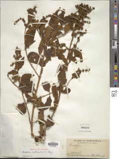 Buddleja crotonoides image