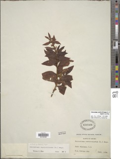 Image of Enicostema verticillatum