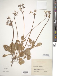 Image of Primula meadia