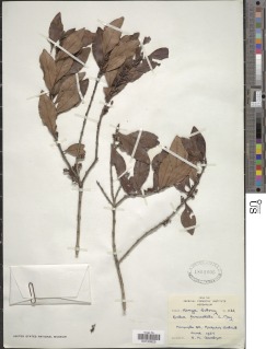 Euclea crispa subsp. crispa image