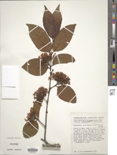Holarrhena floribunda image