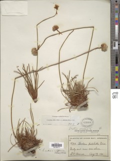 Armeria maritima subsp. californica image
