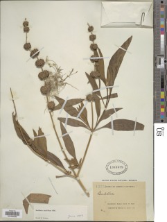 Image of Buddleja sessiliflora
