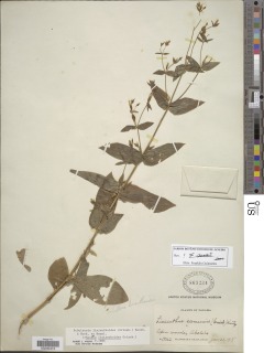 Schultesia lisianthoides image