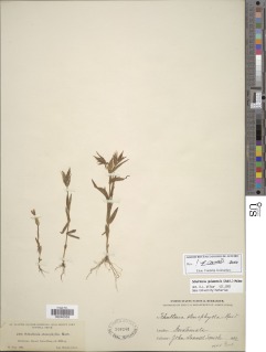 Schultesia guianensis image