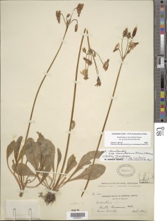 Primula clevelandii var. gracilis image