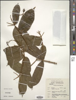 Strychnos phaeotricha image