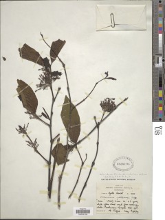 Image of Holarrhena floribunda