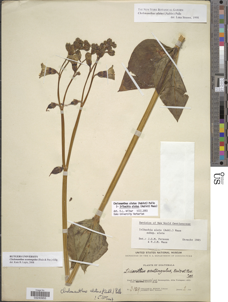 Chelonanthus image