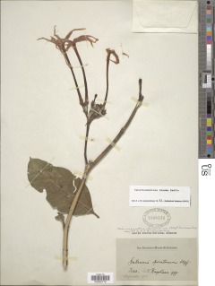 Image of Tabernaemontana odoratissima