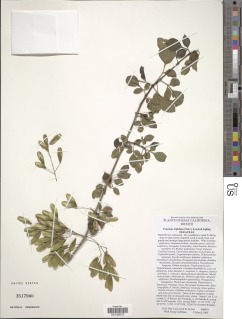 Image of Fraxinus parryi