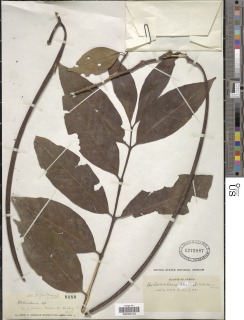 Holarrhena floribunda image