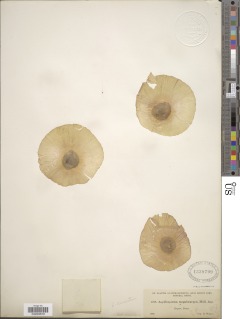 Aspidosperma megalocarpon image