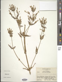Lisianthius brevidentatus image