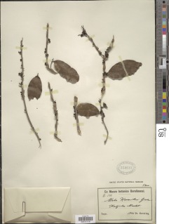 Diospyros abyssinica subsp. abyssinica image