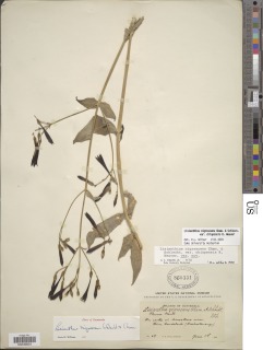 Lisianthius nigrescens var. chiapensis image