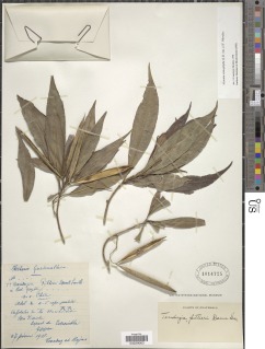 Image of Alstonia stenophylla