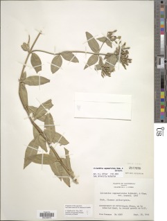 Lisianthius saponarioides image