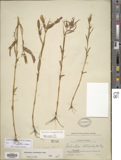 Schultesia heterophylla image