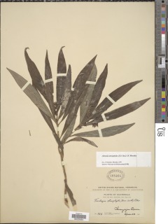 Alstonia stenophylla image