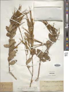 Plocosperma buxifolium image