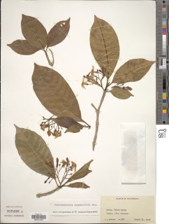 Tabernaemontana amygdalifolia image