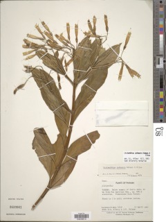 Lisianthius jefensis image