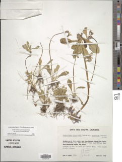 Primula clevelandii image