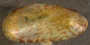 Arcuatula papyria image