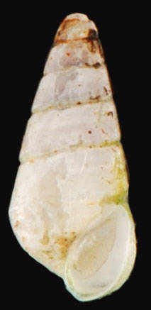 Eulimastoma canaliculatum image