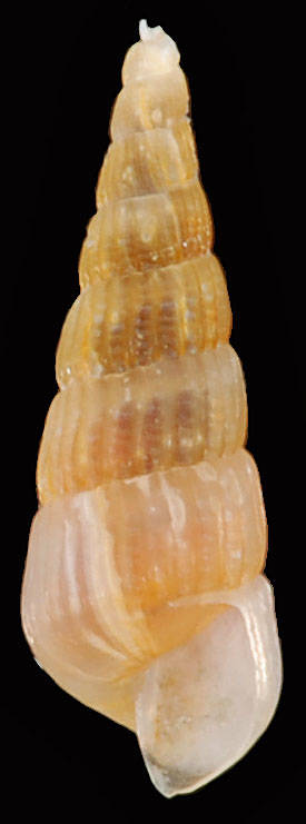 Image of Turbonilla buteonis