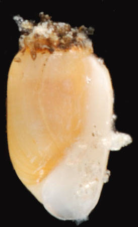 Acteocina canaliculata image